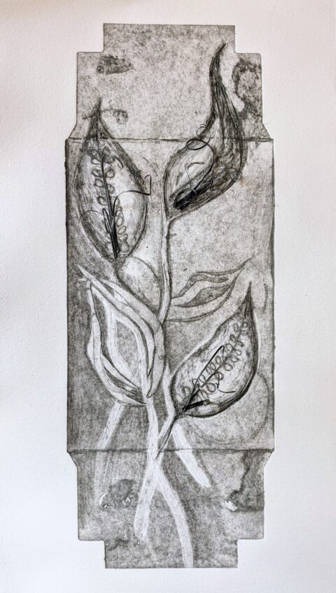 Milkweed Rising