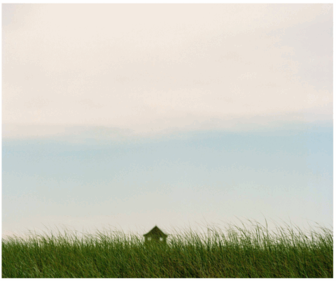 Tall grass, Cape Cod