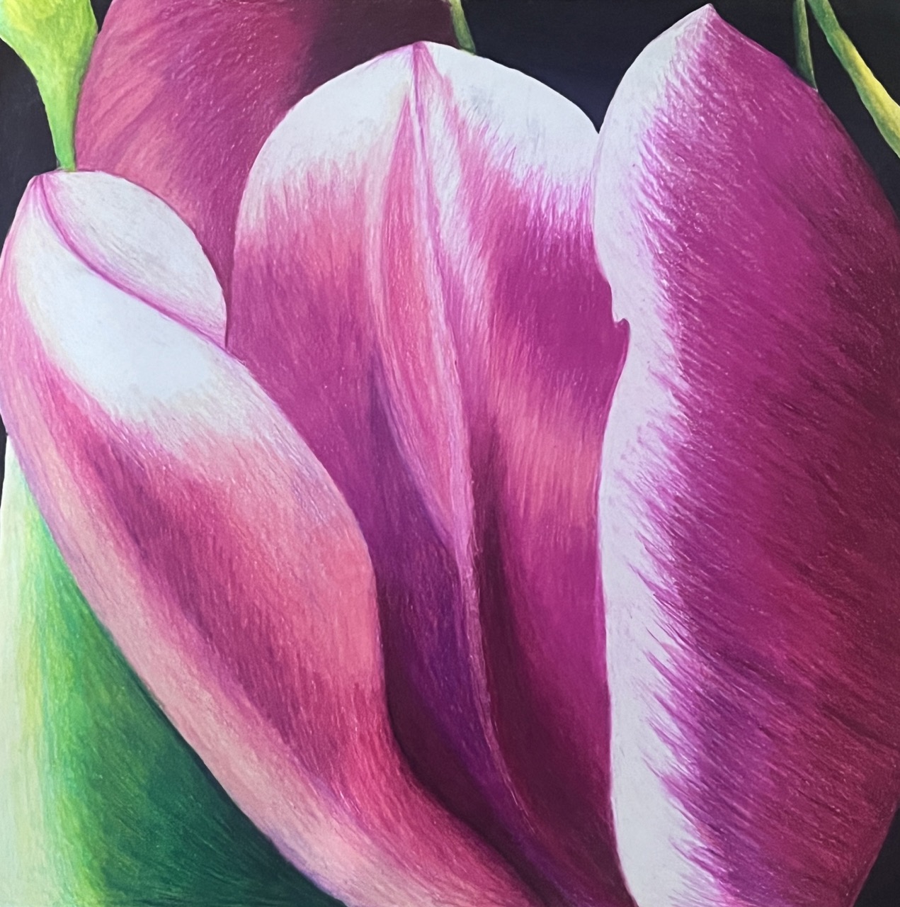 Tulip