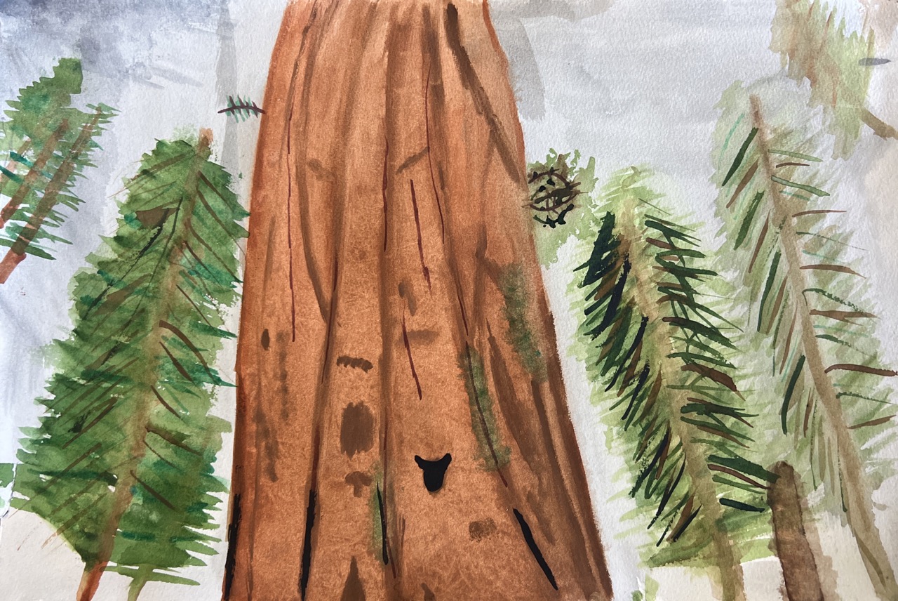 Red Woods