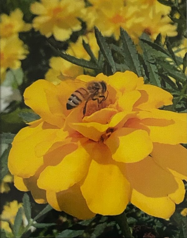 Working Honey Bee - Image 2