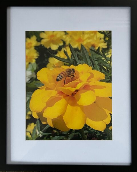 Working Honey Bee