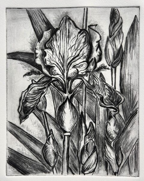 Iris