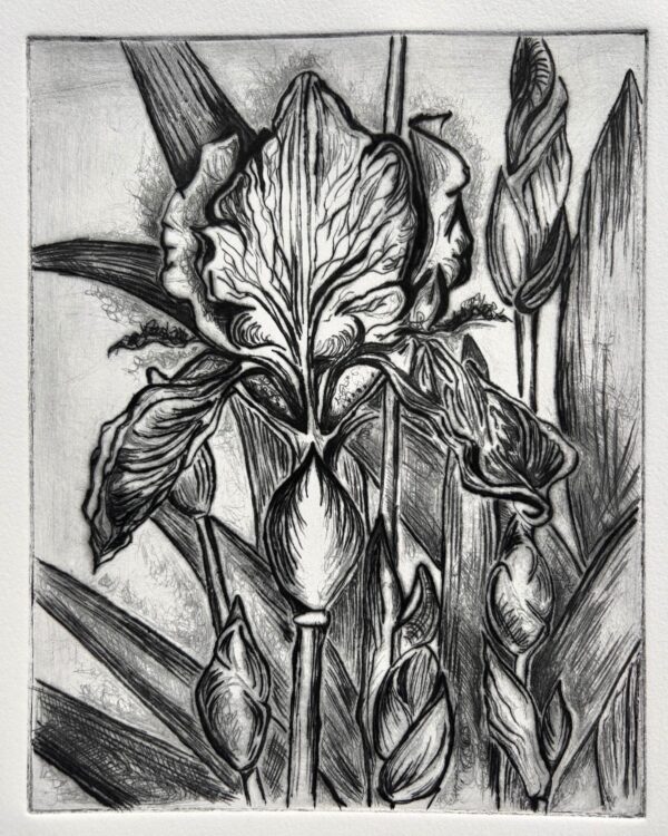 Iris