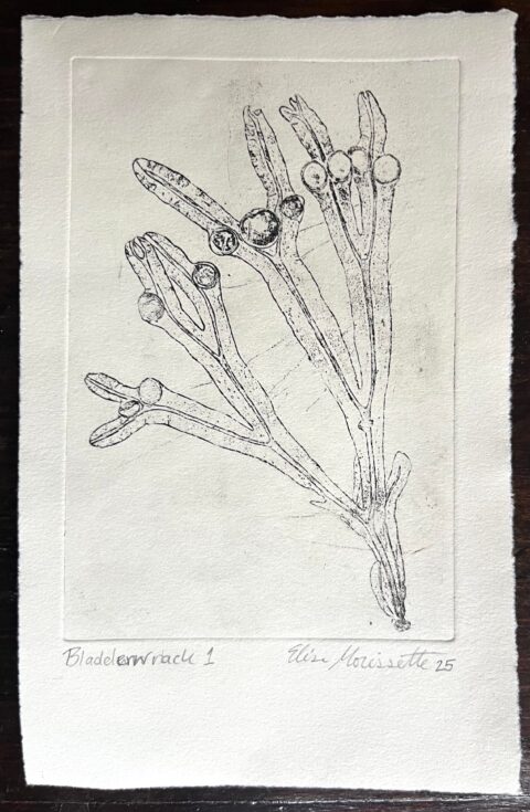 Bladderwrack 1