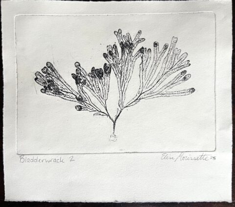 Bladderwrack 2