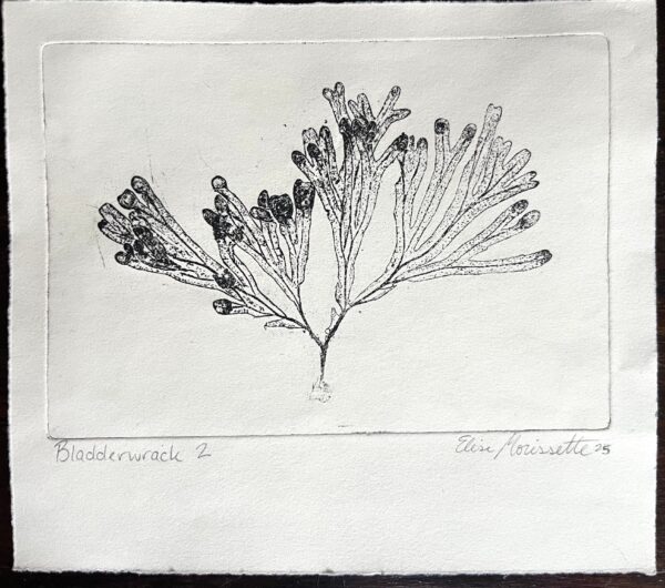 Bladderwrack 2